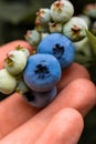 Hand holding freshly picked blueberries Royalty Free Stock Photo