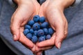 Hand holding freshly picked blueberries Royalty Free Stock Photo