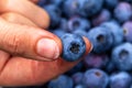 Hand holding freshly picked blueberries Royalty Free Stock Photo