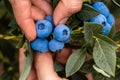 Hand holding freshly picked blueberries Royalty Free Stock Photo