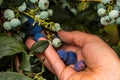 Hand holding freshly picked blueberries Royalty Free Stock Photo