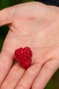 Hand holding freshly picked raspberry