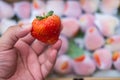 Hand holding freshly picked strawberries Royalty Free Stock Photo