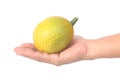 Hand holding Gac fruit, Baby Jackfruit Royalty Free Stock Photo