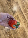 Hand holding a giant strawberry upright