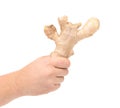 Hand holding ginger root. Royalty Free Stock Photo