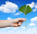 Hand holding ginkgo biloba leaf Royalty Free Stock Photo