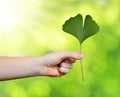 Hand holding ginkgo biloba leaf Royalty Free Stock Photo