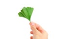 Hand is holding ginkgo biloba leaf Royalty Free Stock Photo