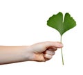 Hand holding ginkgo biloba leaf Royalty Free Stock Photo