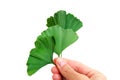 Hand holding ginkgo biloba leaves Royalty Free Stock Photo