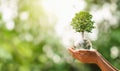 hand holding glass globe ball with tree growing and green nature blur background. eco concept Royalty Free Stock Photo