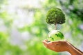 hand holding glass globe ball with tree growing and green nature blur background. eco concept Royalty Free Stock Photo