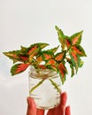 Hand holding glass jar with few coleus plant stalks - on white background. Nature, decoration, house plants