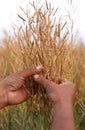 Hand holding golden mustard Royalty Free Stock Photo