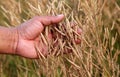 Hand holding golden mustard Royalty Free Stock Photo