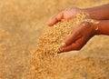 Hand holding golden paddy seeds