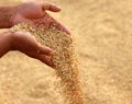 Hand holding golden paddy seeds