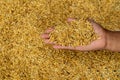 Hand holding golden paddy seeds with paddy rice background. Royalty Free Stock Photo