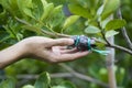 Hand holding a graft on green lemon branch Royalty Free Stock Photo