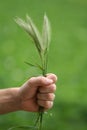Hand holding grain