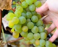 Hand holding grape bunch, White sort wine, autumn harvest. Royalty Free Stock Photo