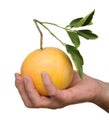 Hand holding a grapefruit