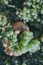 Hand holding grapes Royalty Free Stock Photo