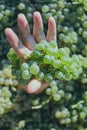 Hand holding grapes Royalty Free Stock Photo