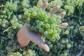 Hand holding grapes Royalty Free Stock Photo