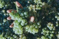 Hand holding grapes Royalty Free Stock Photo