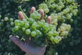 Hand holding grapes Royalty Free Stock Photo