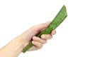 Hand holding green Aloe Vera fresh leaf, isolated on white background Royalty Free Stock Photo