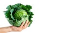 Hand holding Green Cabbage isolate Royalty Free Stock Photo