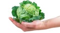 Hand holding Green Cabbage isolate Royalty Free Stock Photo