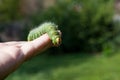 Hand holding green caterpillar/ Imperial moth caterpillar on sit
