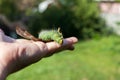 Hand holding green caterpillar/ Imperial moth caterpillar on sit
