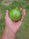 Hand holding a green colour fruit on green grass background