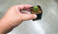 Hand holding green desert round cactus in small black container Royalty Free Stock Photo