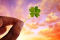 Hand holding green four leaf clover