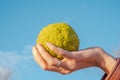 Hand holding a green fruit of Maclura pomifera, Osage orange, horse apple or adam apple Royalty Free Stock Photo