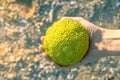 Hand holding a green fruit of Maclura pomifera, Osage orange, horse apple or adam apple Royalty Free Stock Photo