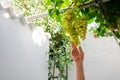 Hand holding green grape bunch during the harvest