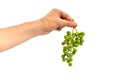 Hand holding a green grape isolated Royalty Free Stock Photo