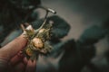 Hand holding green hazelnuts growing on the branch of hazelnut tree. Ready to pick hazelnuts. Royalty Free Stock Photo