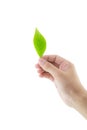 Hand holding green leaf isolated on white background. Royalty Free Stock Photo