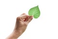 Hand holding a green leaf isolated on white background Royalty Free Stock Photo