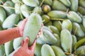 Hand holding green mango for sale and buy in the fruit market in Thailand - Fresh raw mango harvest from tree agriculture asian Royalty Free Stock Photo