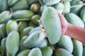 Hand holding green mango for sale and buy in the fruit market in Thailand - Fresh raw mango harvest from tree agriculture asian Royalty Free Stock Photo