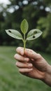 Hand Holding Green Plant with Hole-Pattern Leaves Against Blurred Background Royalty Free Stock Photo
